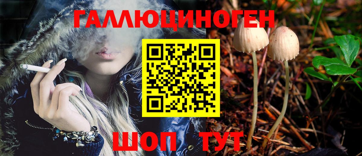 Псилоцибиновые грибы Psilocybe Гатчина